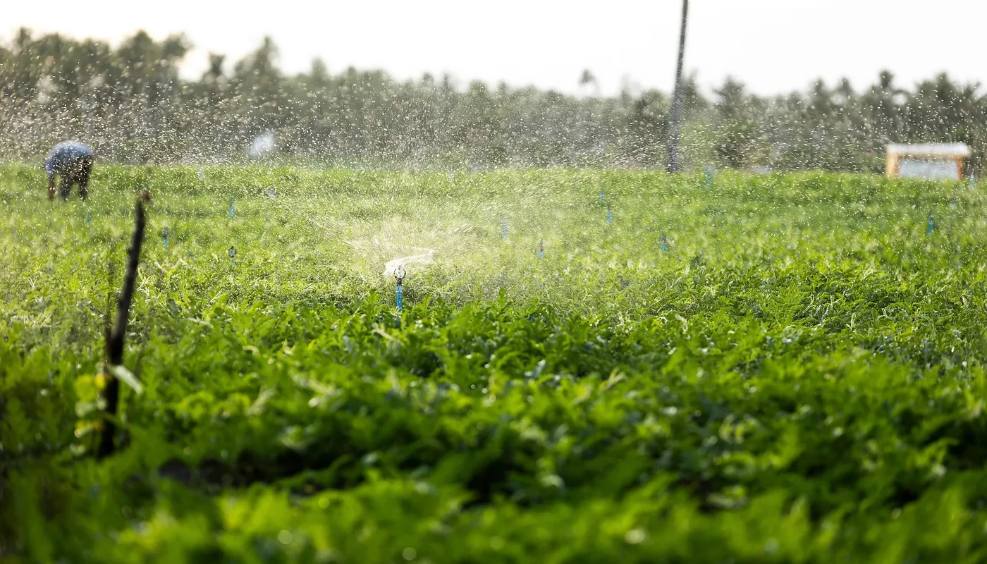 Farmer managing irrigation equipment across a cultivated field